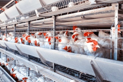 Preocupa a los industriales avícolas entrerrianos la apertura a las importaciones de carne de pollo y huevos