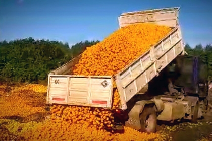 En Entre Ríos tiran a la basura toneladas de mandarinas porque no hay plata para comprarlas